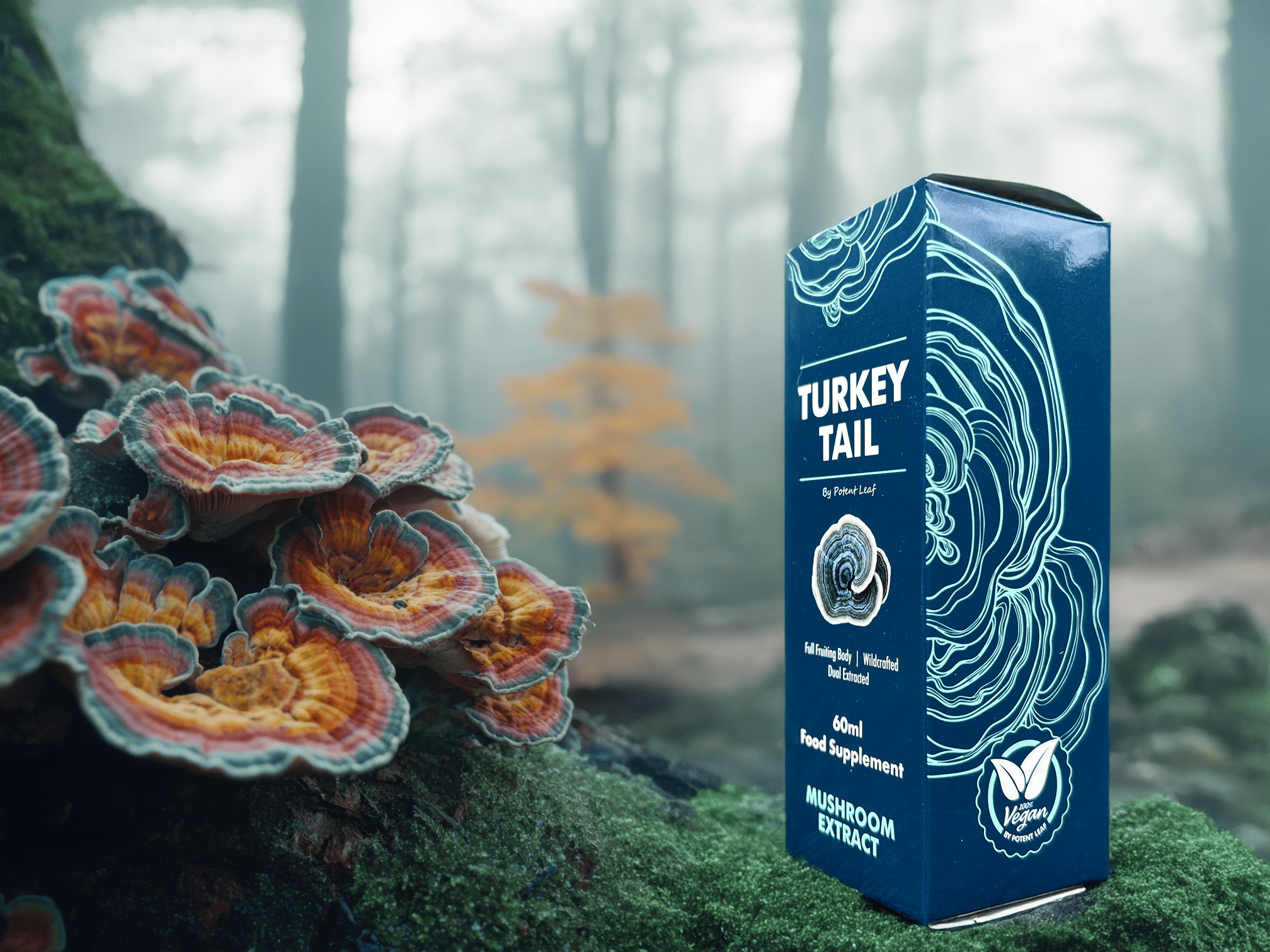 Turkey Tail Mushroom Extract Image Five