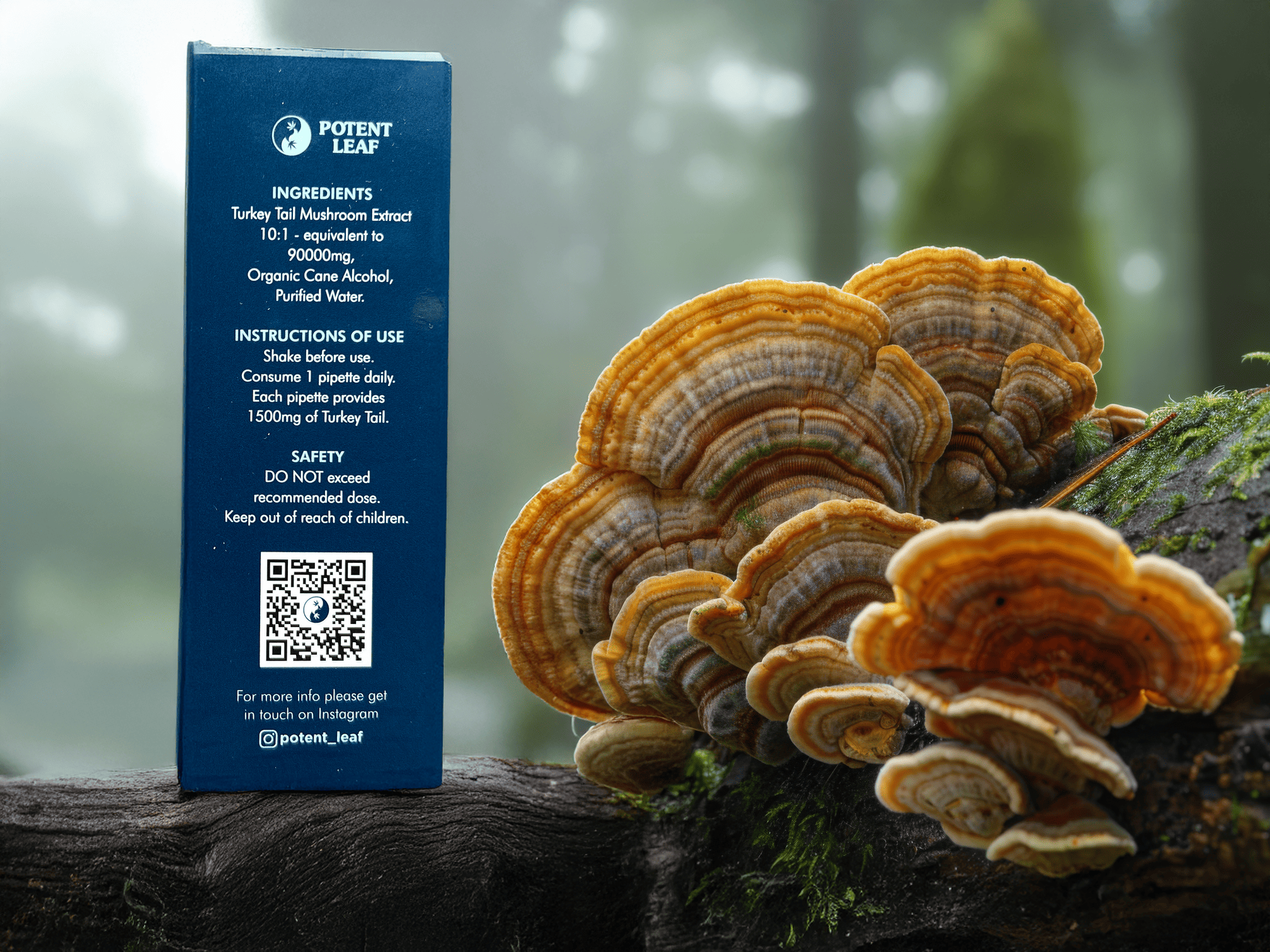 Turkey Tail Mushroom Extract Image Six