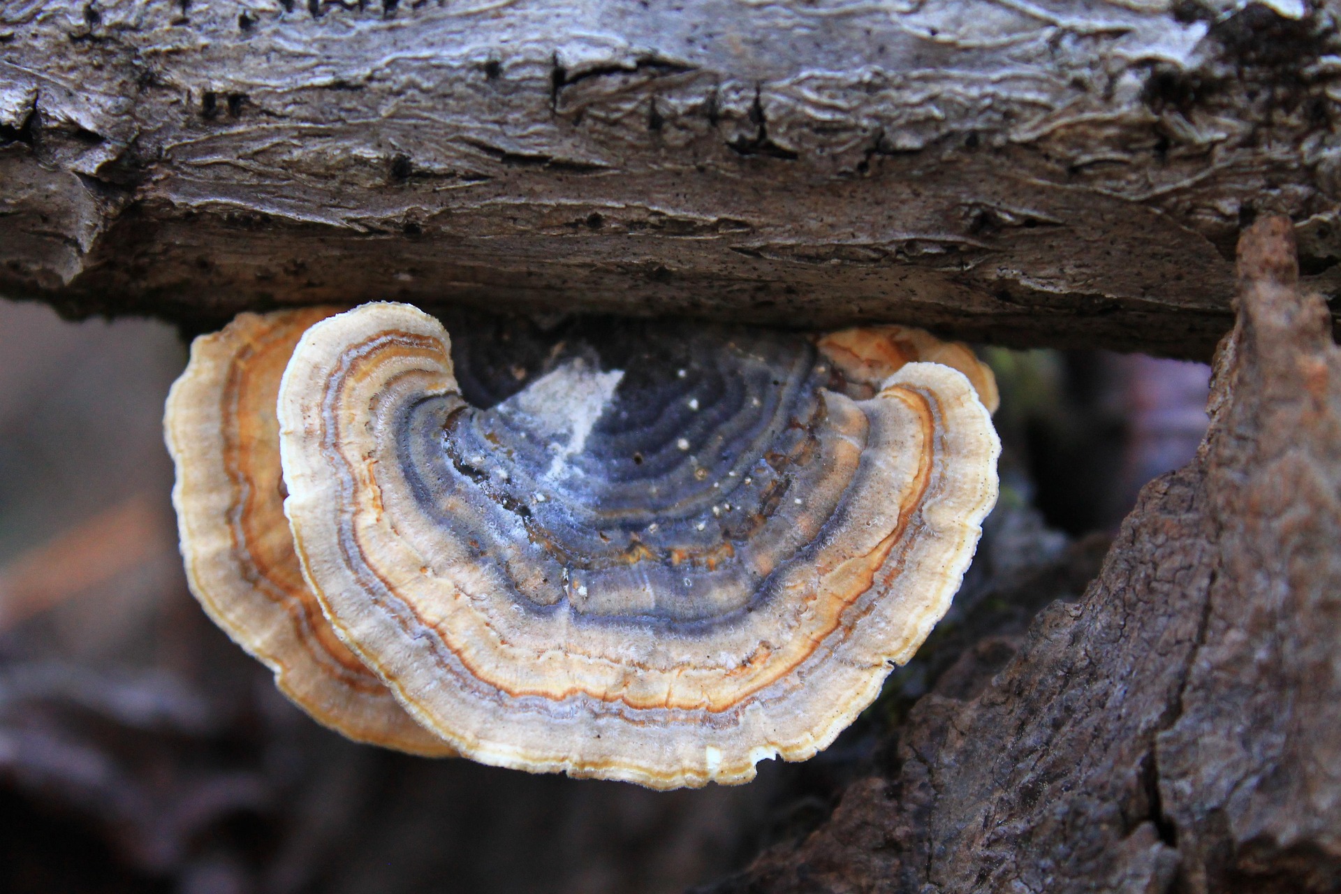Turkey Tail Mushroom Extract Image One