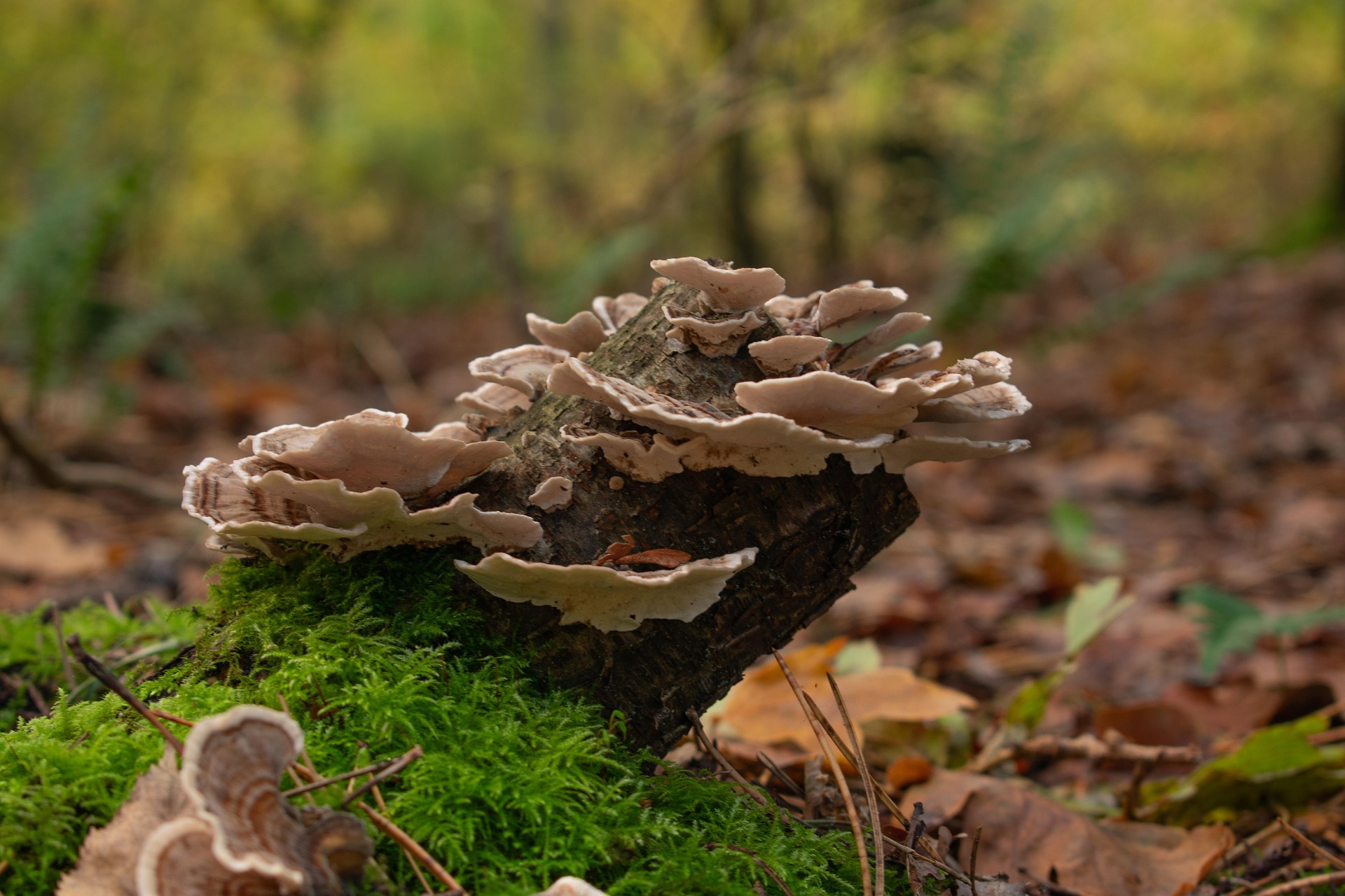 Turkey Tail Mushroom Extract Image Two