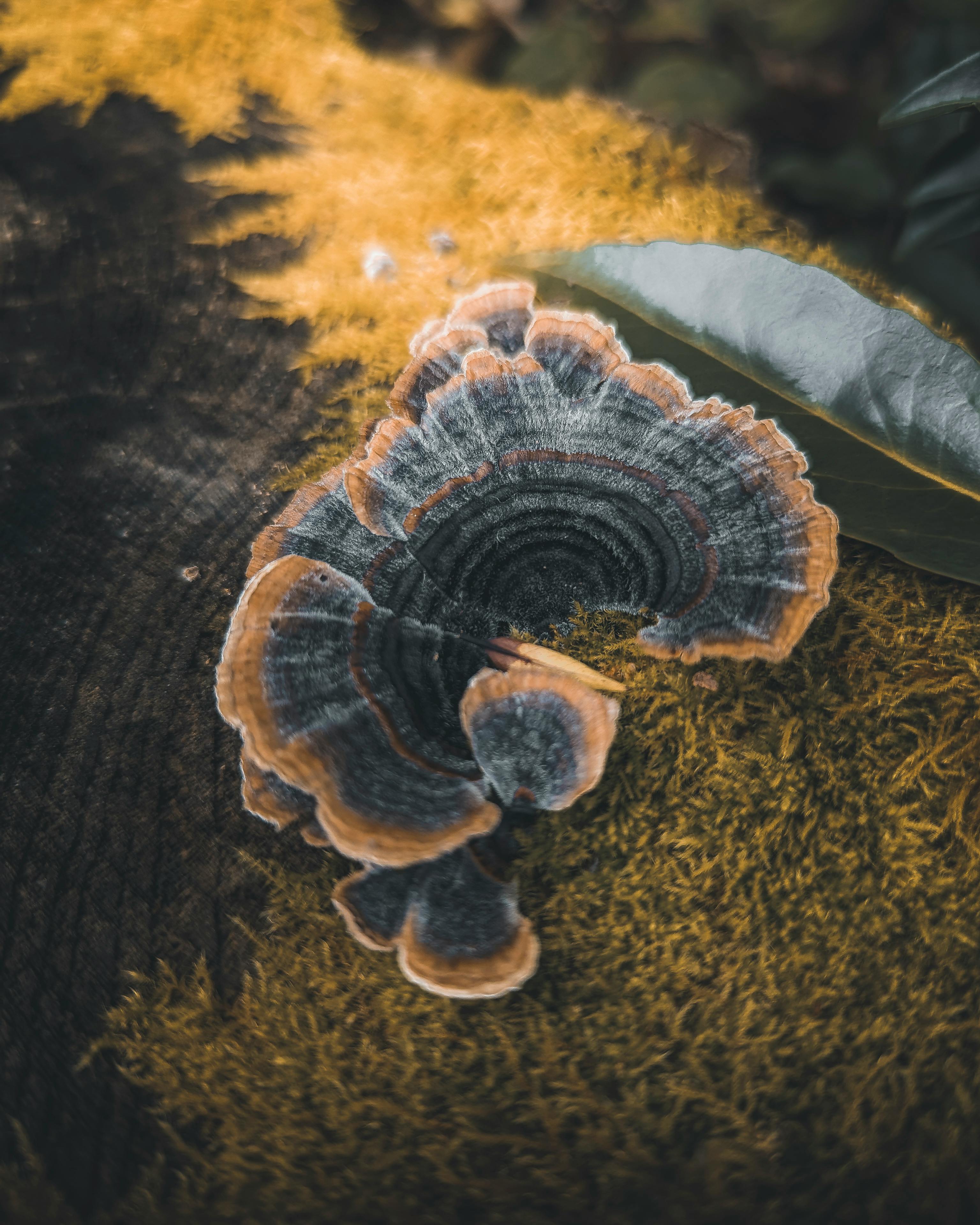 Turkey Tail Mushroom Extract Image Three